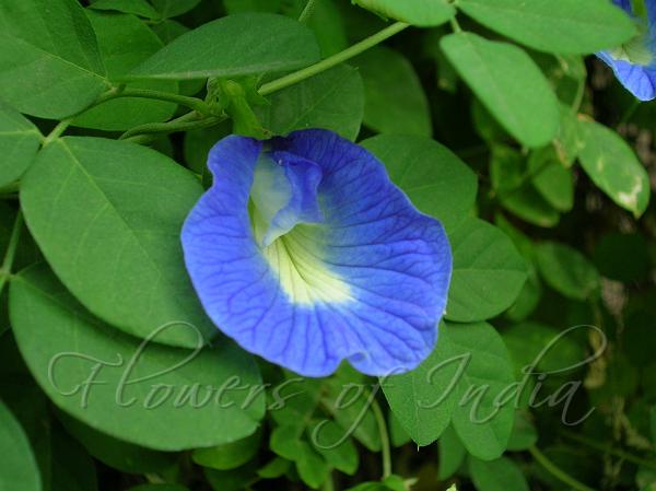 clitoria-ternatea-butterfly-pea